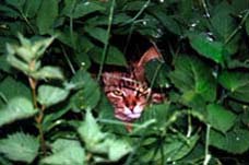 Flora und Fauna